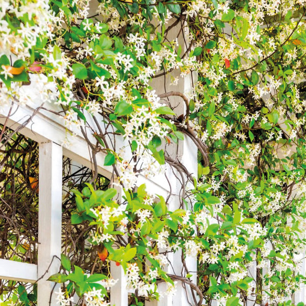 bougie de massage luxe [fleur de jasmin]