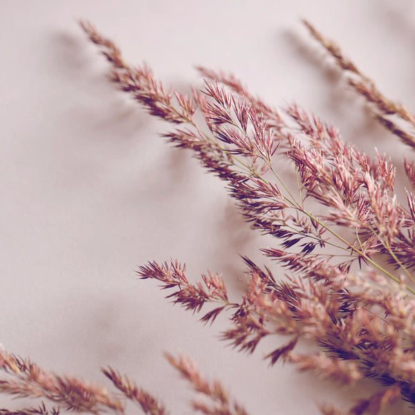 bougie de massage luxe [réconfort]